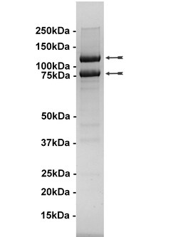 Eurofins DiscoverX PI3 Kinase (p110 /p85 ) Human Protein 20 &mu;g | Buy Online | Eurofins DiscoverX | Fisher Scientific